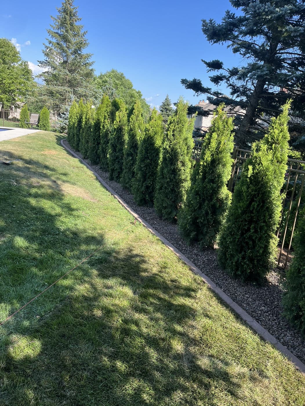 Row of tall evergreen trees along a landscaped lawn with a blue sky backdrop.